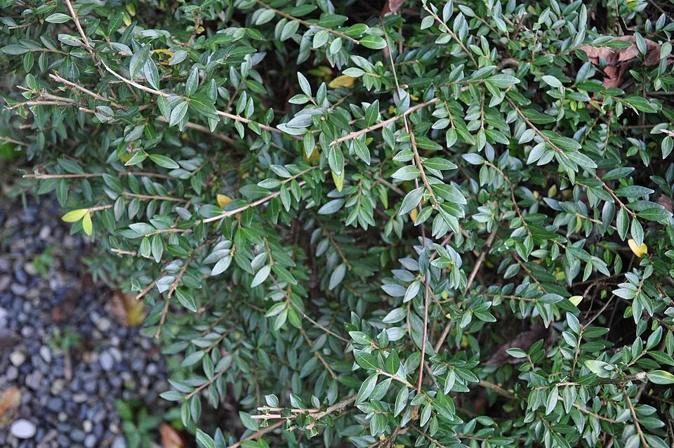 Talajtakaró lonc / Lonicera pileata