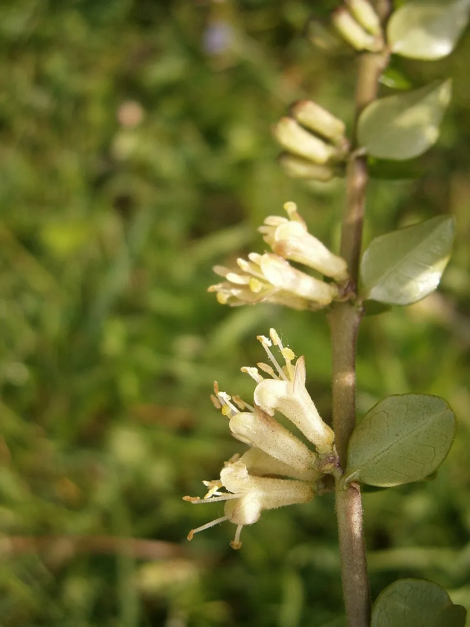 Talajtakaró lonc / Lonicera pileata