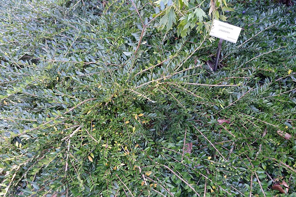 Talajtakaró lonc / Lonicera pileata