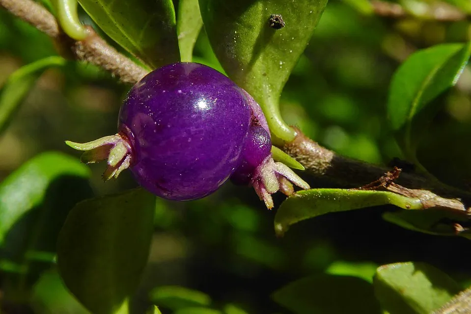 Talajtakaró lonc / Lonicera pileata