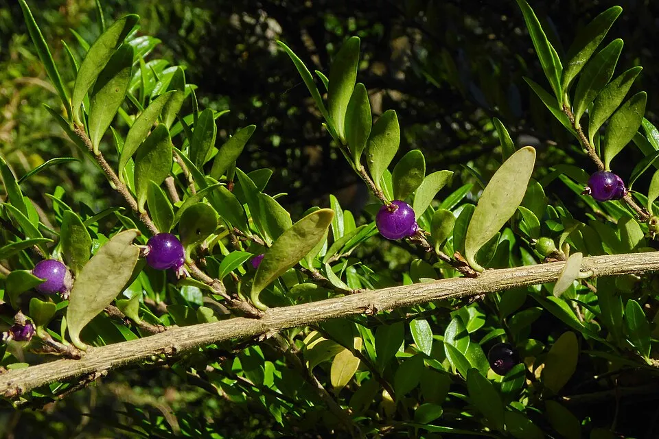 Talajtakaró lonc / Lonicera pileata 'Moss Green'