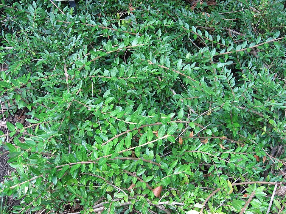 Talajtakaró lonc / Lonicera pileata 'Moss Green'