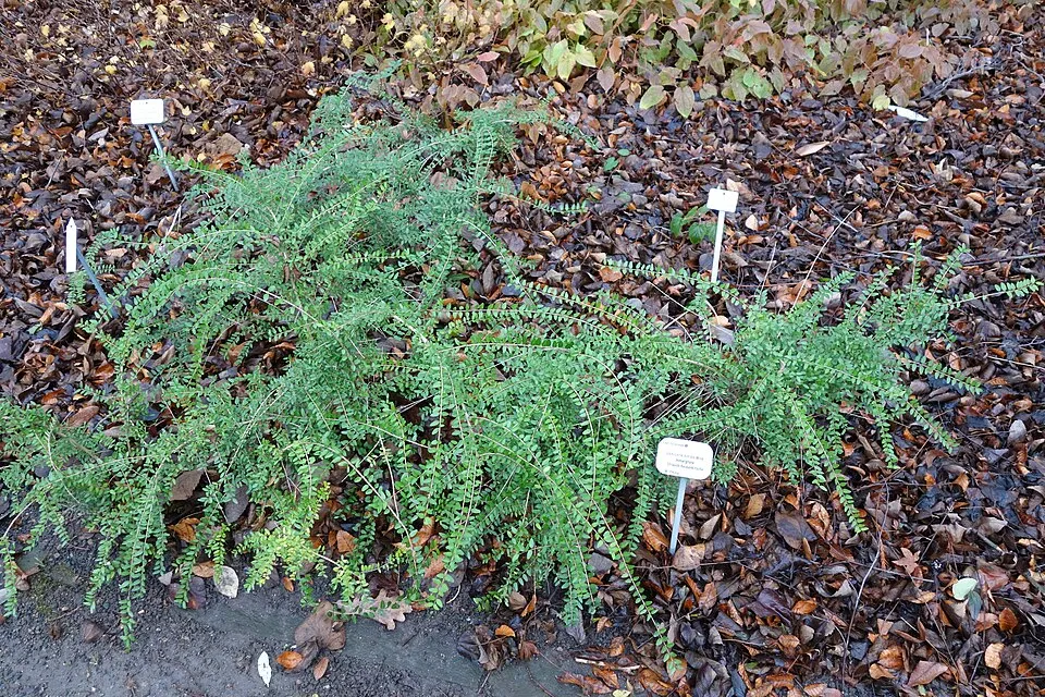 Talajtakaró lonc / Lonicera pileata 'Moss Green'