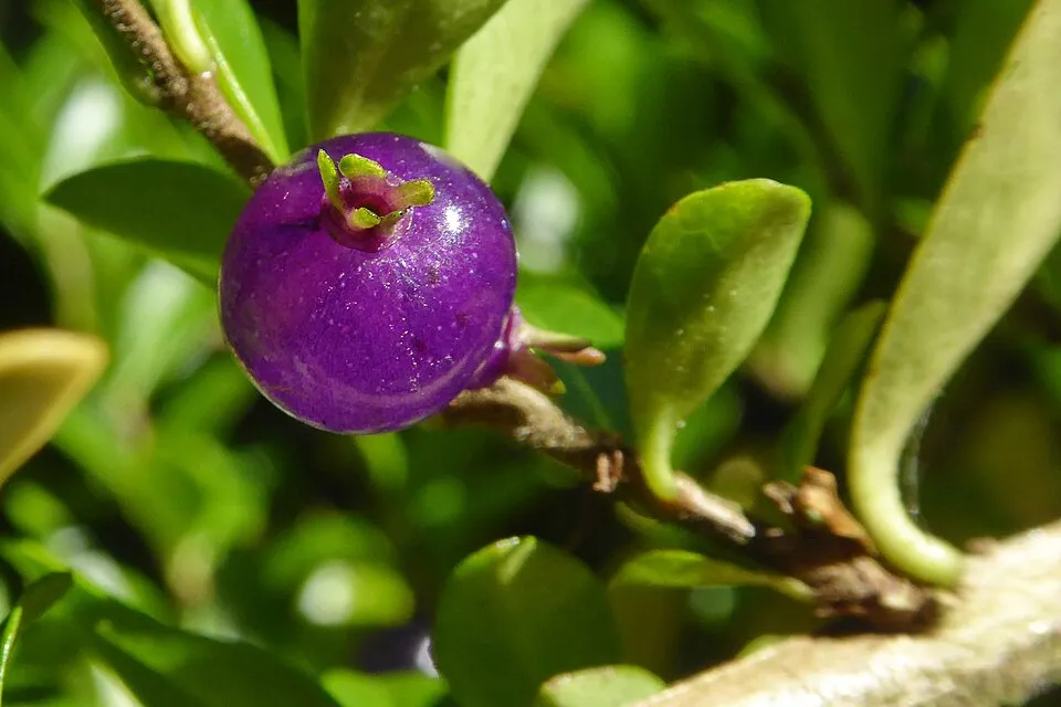 Talajtakaró lonc / Lonicera pileata 'Moss Green'