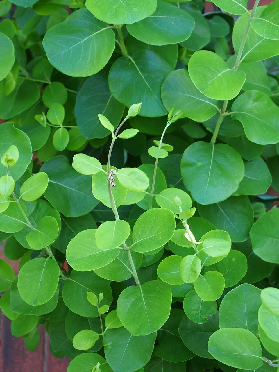 Skarlátvörös színű trombitalonc / Lonicera x brownii 'Dropmore Scarlet'