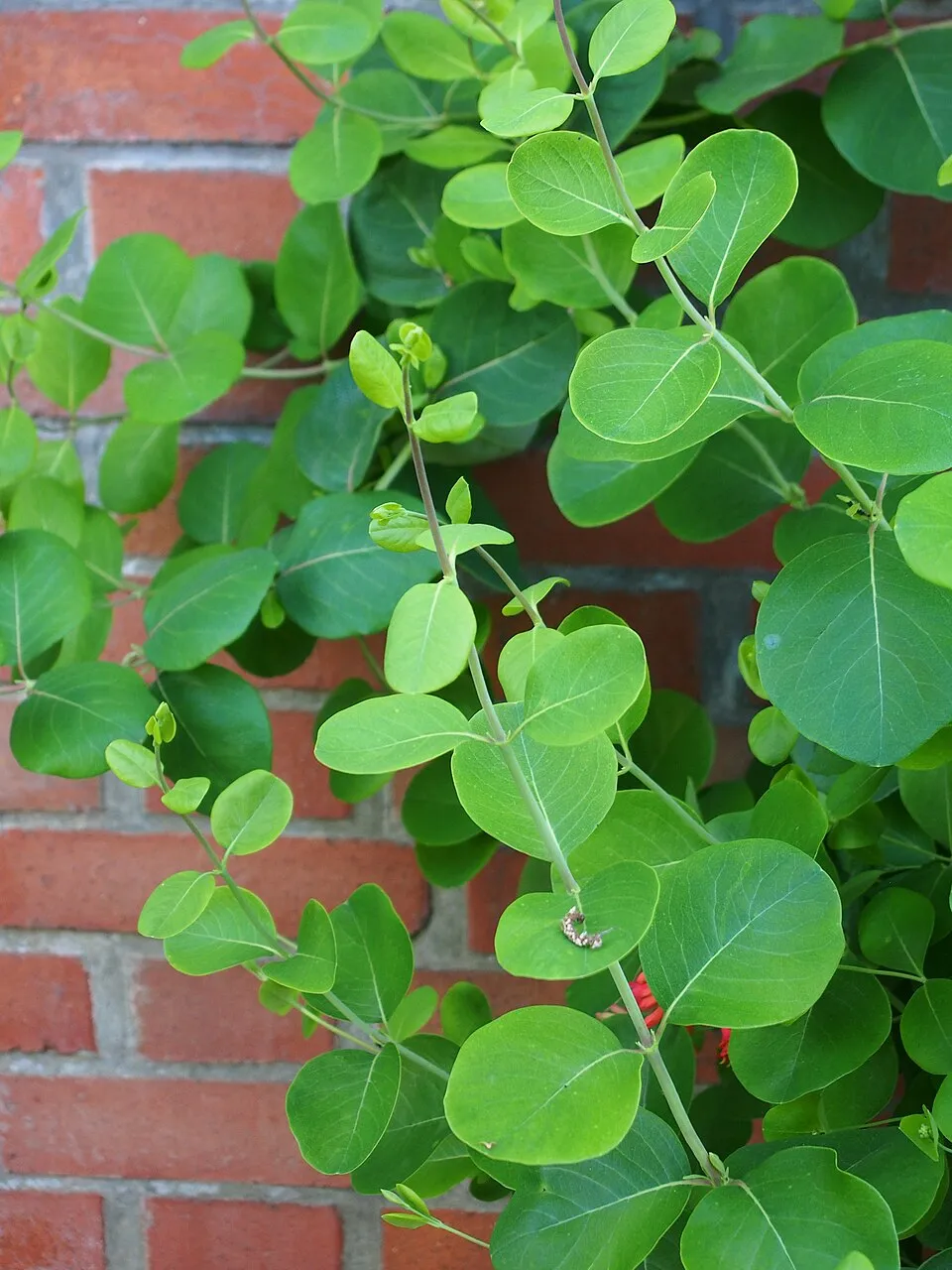 Skarlátvörös színű trombitalonc / Lonicera x brownii 'Dropmore Scarlet'