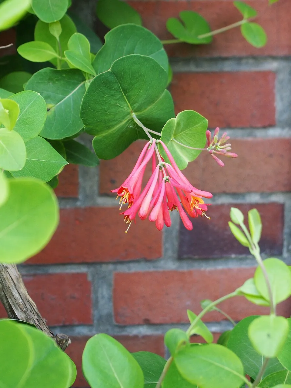 Skarlátvörös színű trombitalonc / Lonicera x brownii 'Dropmore Scarlet'