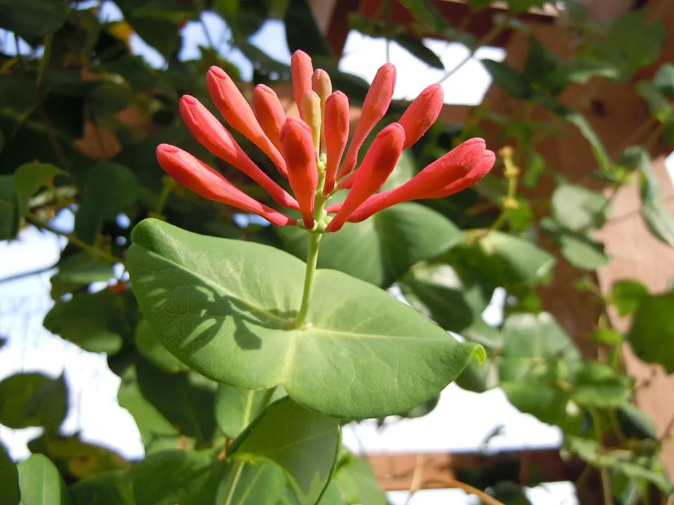 Skarlátvörös színű trombitalonc / Lonicera x brownii 'Dropmore Scarlet'