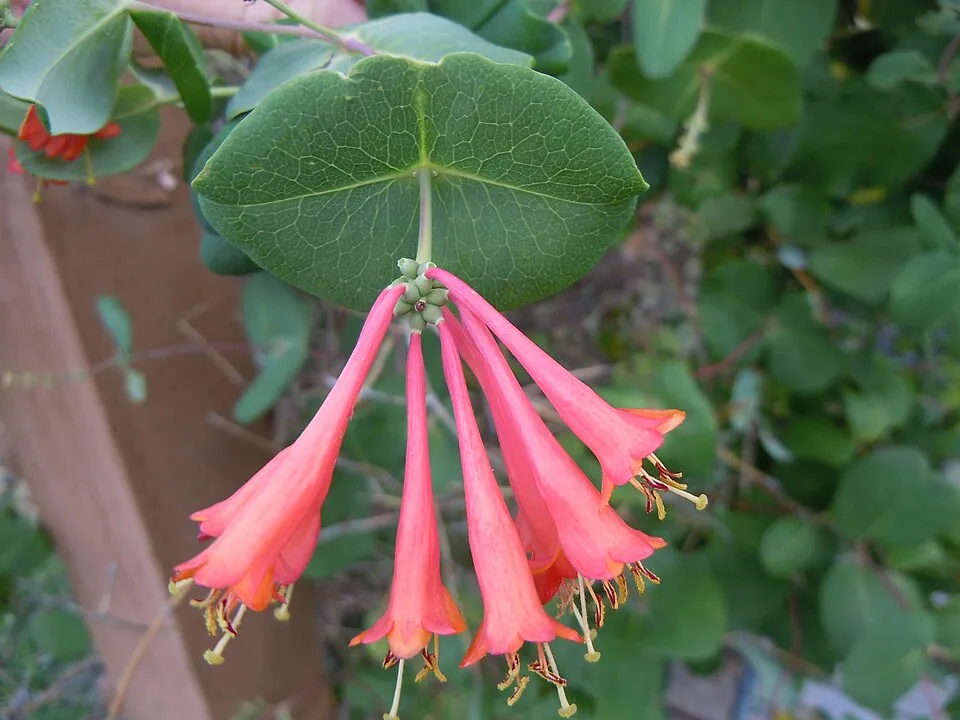 Skarlátvörös színű trombitalonc / Lonicera x brownii 'Dropmore Scarlet'