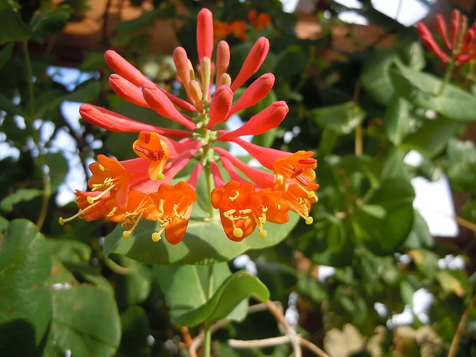 Skarlátvörös színű trombitalonc / Lonicera x brownii 'Dropmore Scarlet'