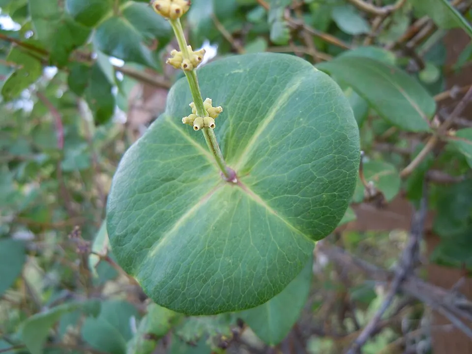 Skarlátvörös színű trombitalonc / Lonicera x brownii 'Dropmore Scarlet'
