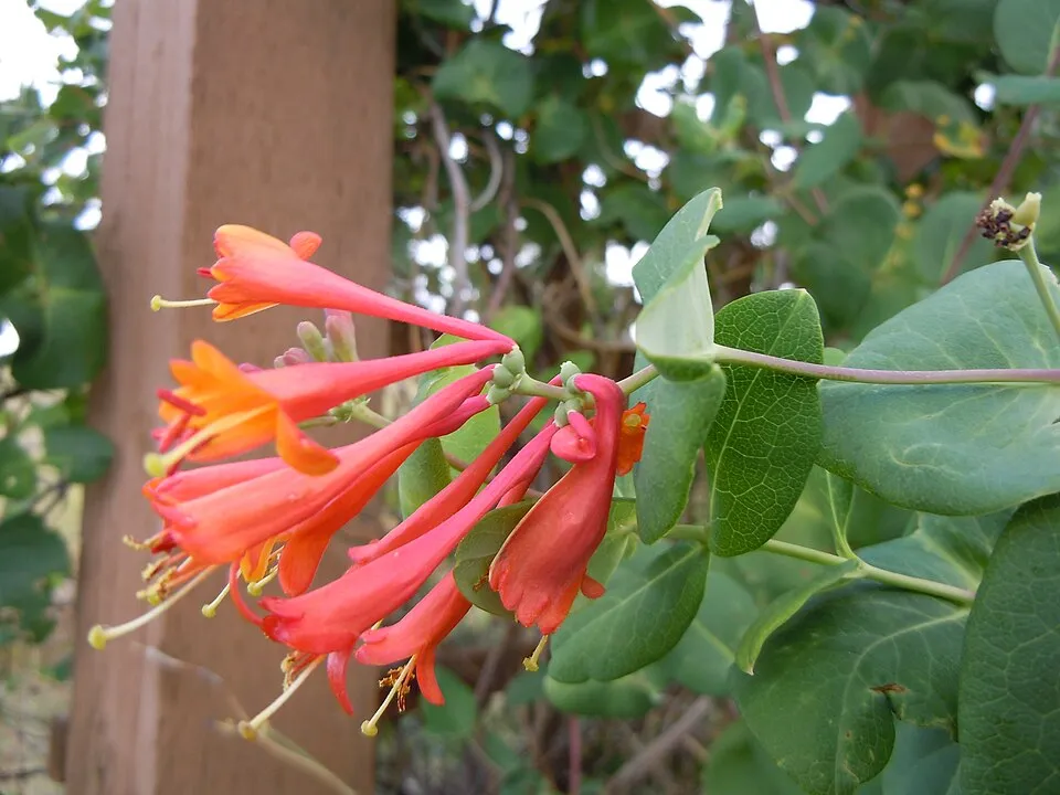 Skarlátvörös színű trombitalonc / Lonicera x brownii 'Dropmore Scarlet'