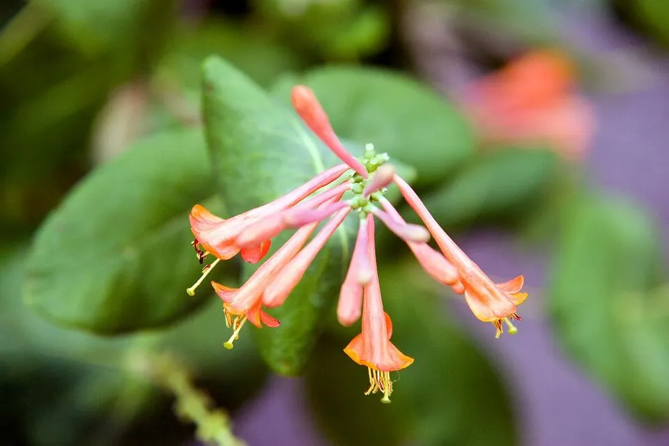Skarlátvörös színű trombitalonc / Lonicera x brownii 'Dropmore Scarlet'