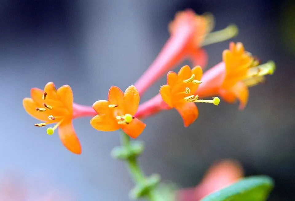 Skarlátvörös színű trombitalonc / Lonicera x brownii 'Dropmore Scarlet'