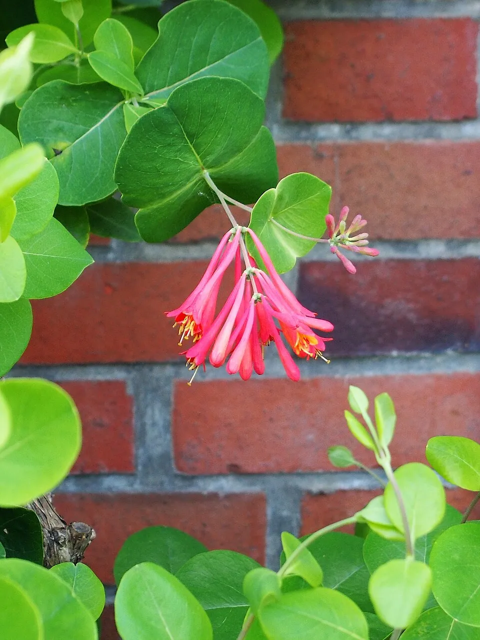Skarlátvörös színű trombitalonc / Lonicera x brownii 'Dropmore Scarlet'