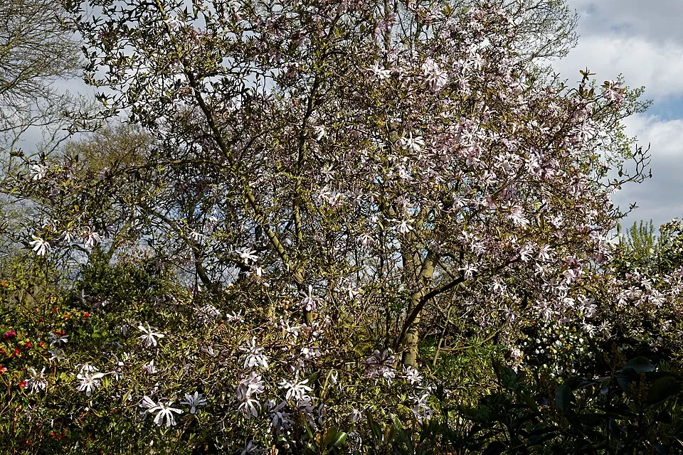 Rózsaszín virágú liliomfa / Magnolia loebneri 'Leonard Messel'