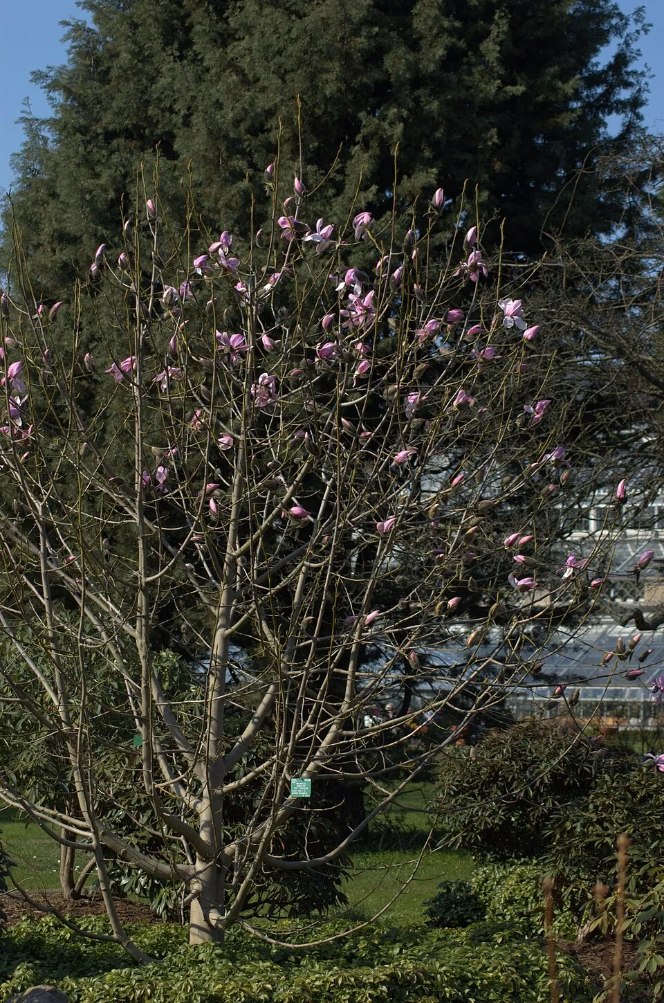 Rózsaszín virágú liliomfa / Magnolia loebneri 'Leonard Messel'