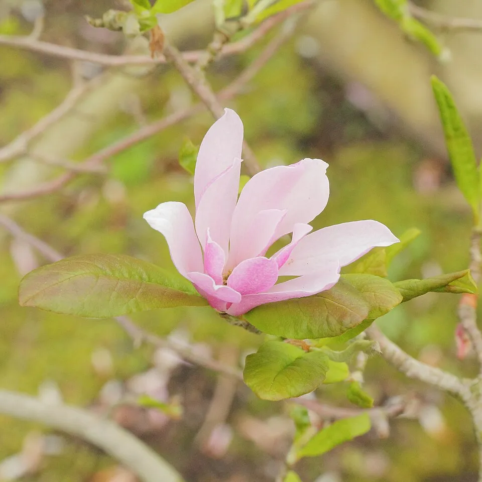 Rózsaszín virágú liliomfa / Magnolia loebneri 'Leonard Messel'