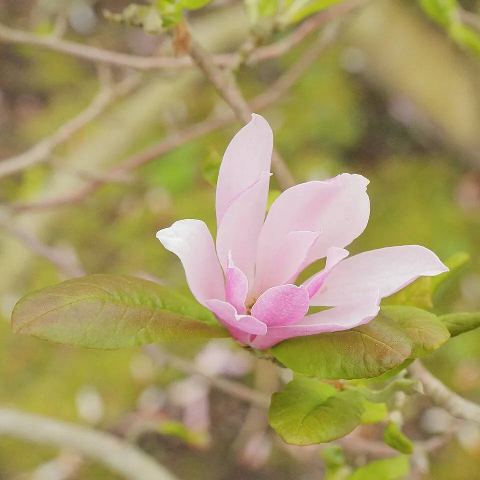 Rózsaszín virágú liliomfa / Magnolia loebneri 'Leonard Messel'