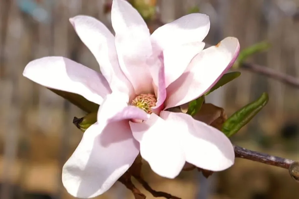 Rózsaszín virágú liliomfa / Magnolia loebneri 'Leonard Messel'