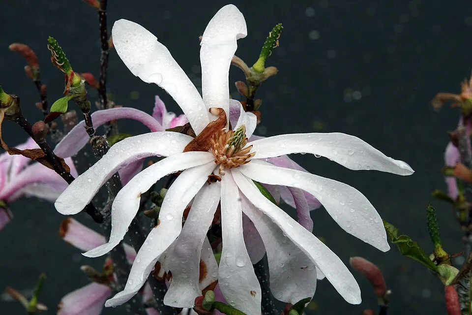 Rózsaszín virágú liliomfa / Magnolia loebneri 'Leonard Messel'