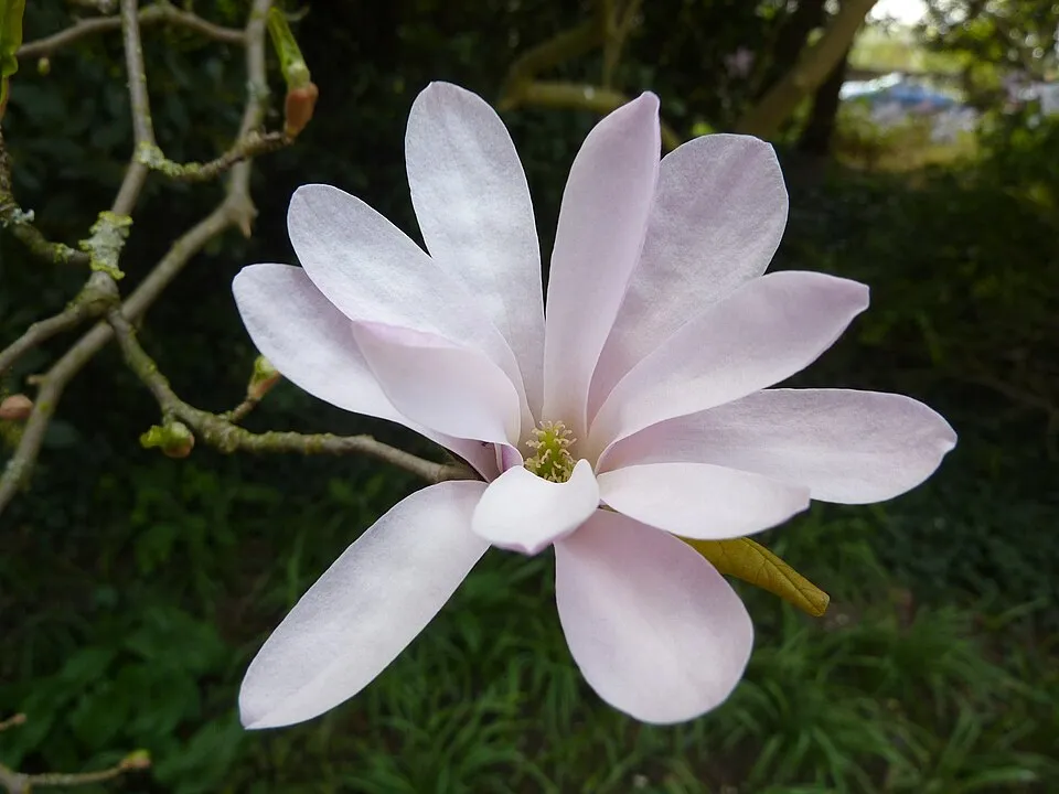 Rózsaszín virágú liliomfa / Magnolia loebneri 'Leonard Messel'