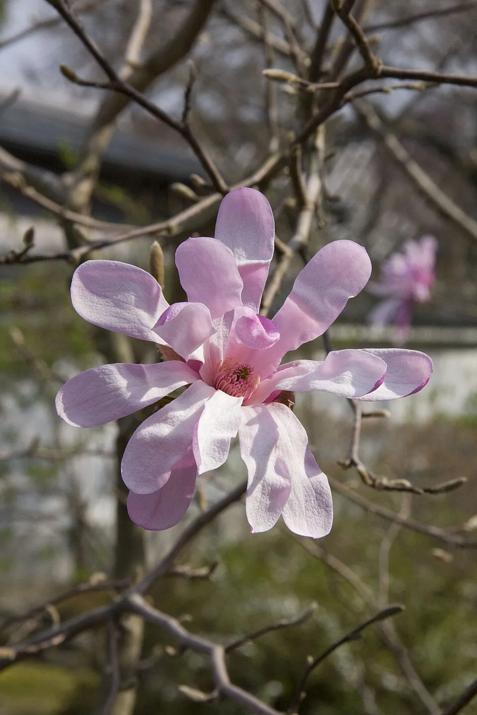 Rózsaszín virágú liliomfa / Magnolia loebneri 'Leonard Messel'