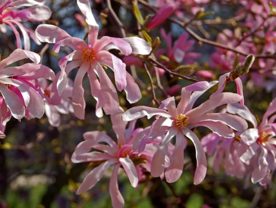 Rózsaszín virágú liliomfa / Magnolia loebneri 'Leonard Messel'