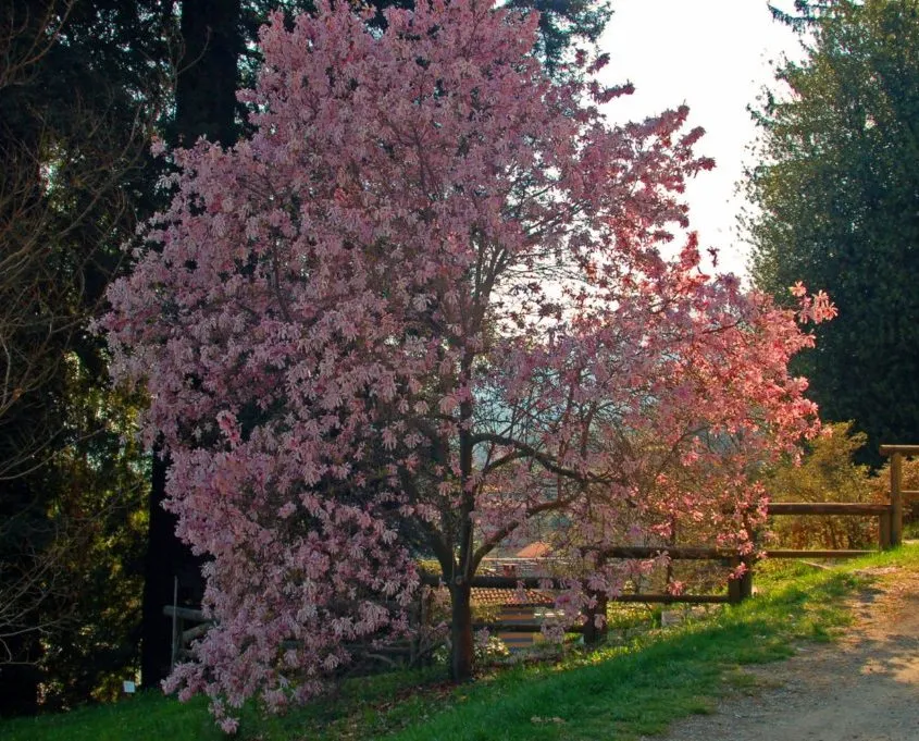 Rózsaszín virágú liliomfa / Magnolia loebneri 'Leonard Messel'