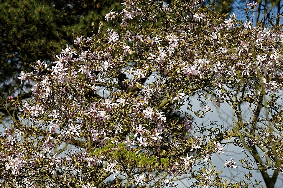Rózsaszín virágú liliomfa / Magnolia loebneri 'Leonard Messel'