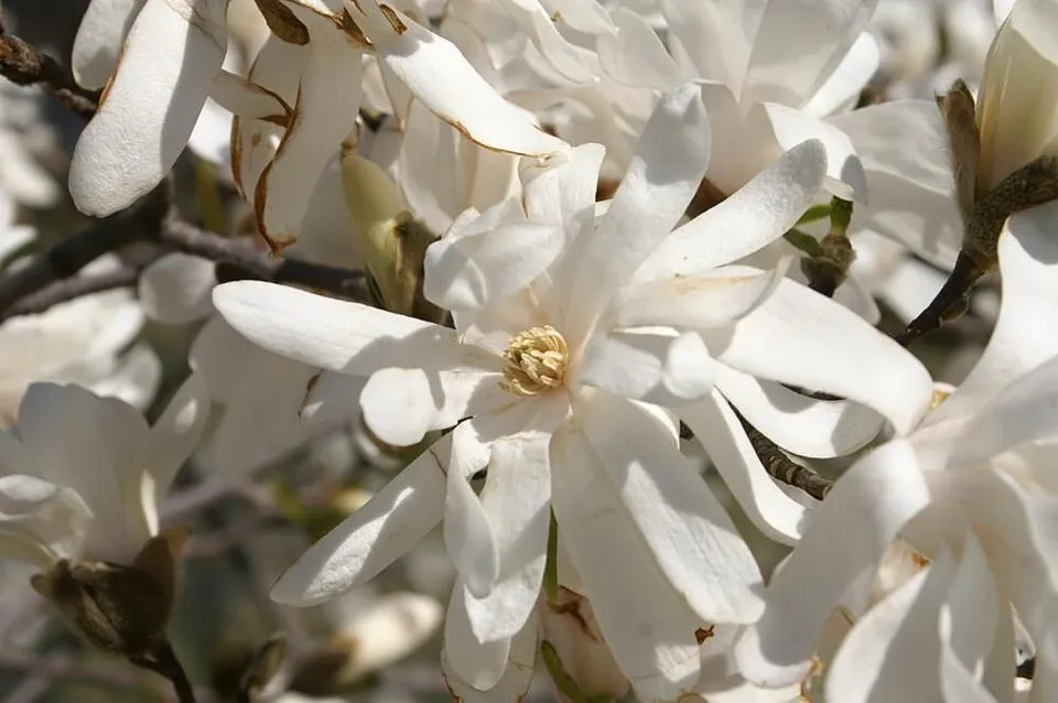 Fehér, csillagvirágú liliomfa / Magnolia stellata 'Royal Star'