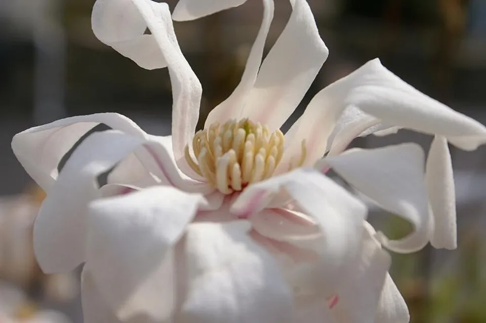 Fehér, csillagvirágú liliomfa / Magnolia stellata 'Royal Star'