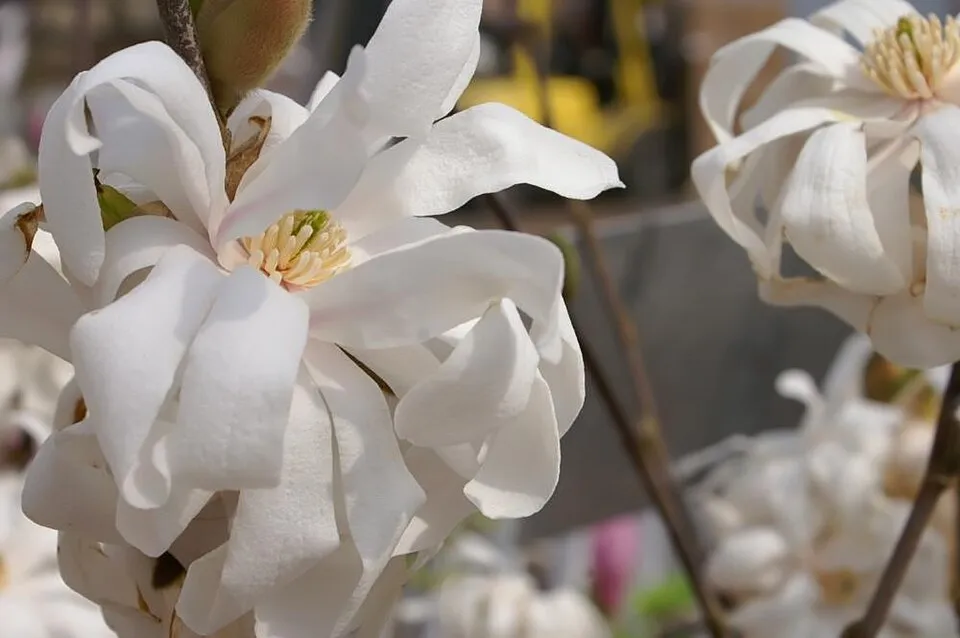 Fehér, csillagvirágú liliomfa / Magnolia stellata 'Royal Star'