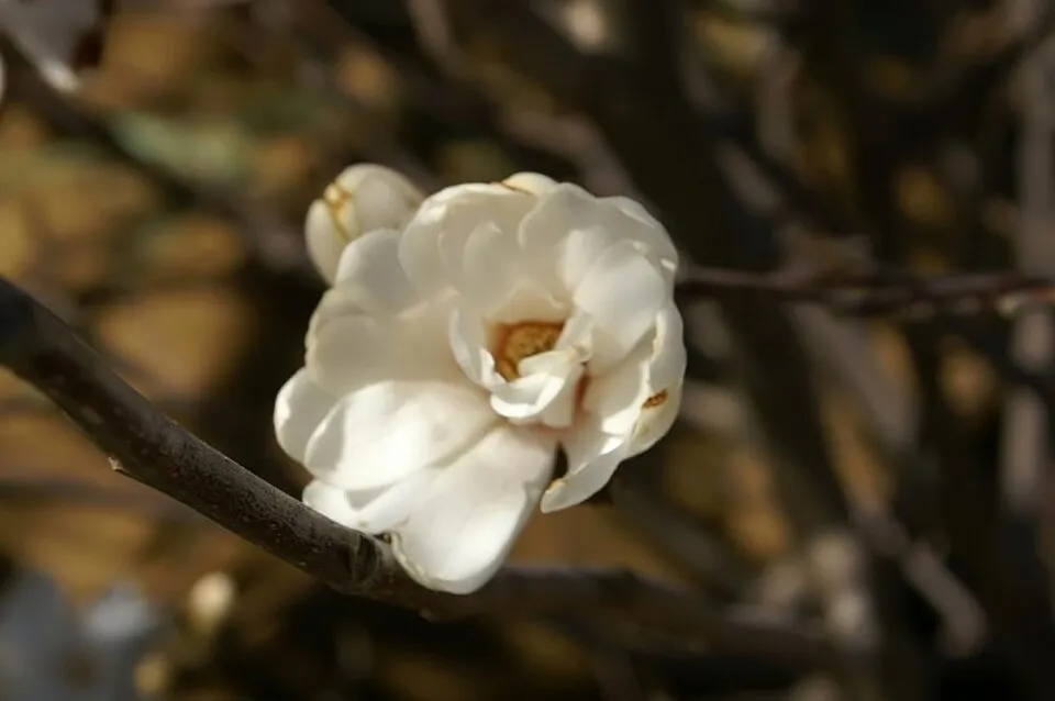 Fehér, csillagvirágú liliomfa / Magnolia stellata 'Royal Star'