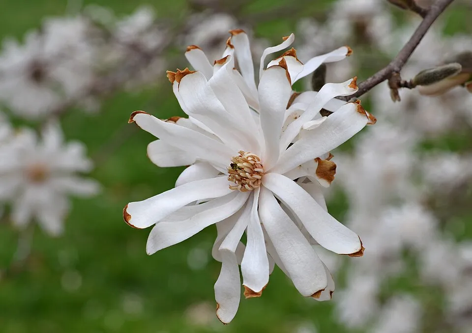 Fehér, csillagvirágú liliomfa / Magnolia stellata 'Royal Star'