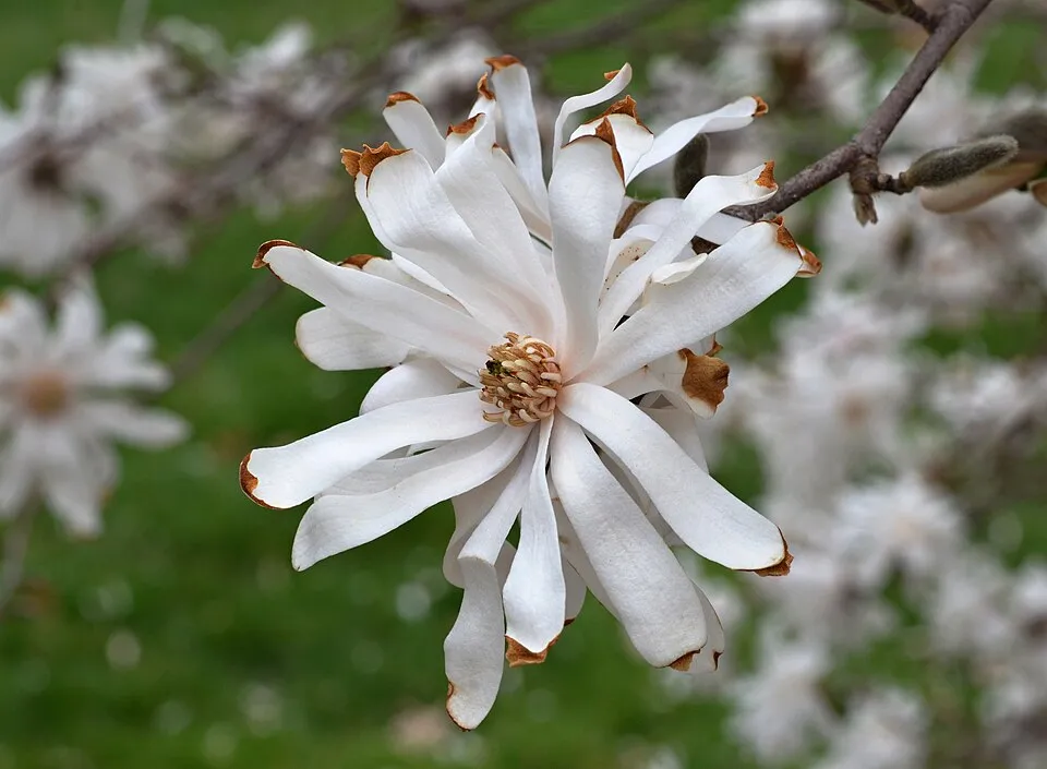 Fehér, csillagvirágú liliomfa / Magnolia stellata 'Royal Star'