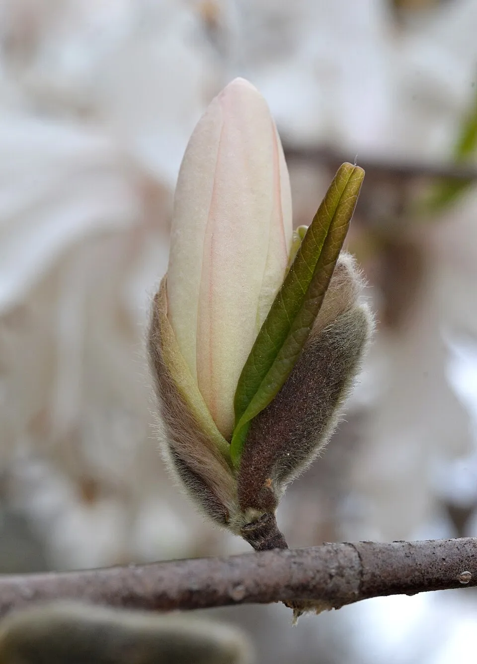Fehér, csillagvirágú liliomfa / Magnolia stellata 'Royal Star'