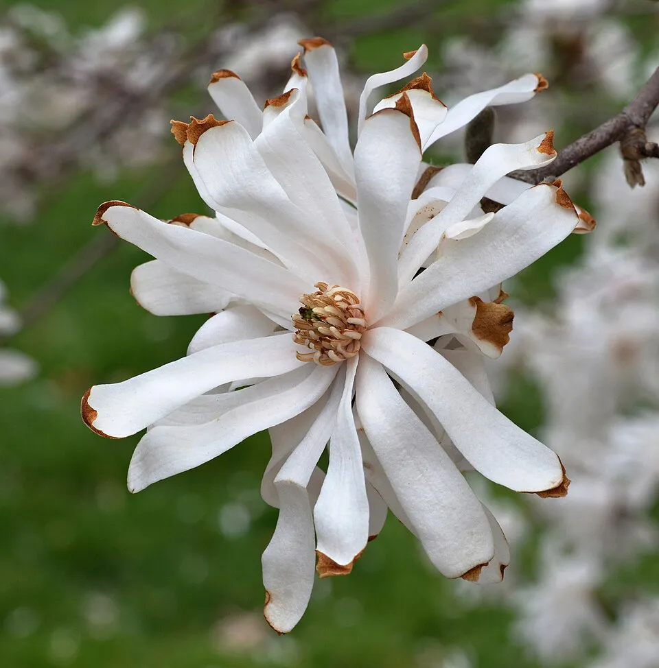 Fehér, csillagvirágú liliomfa / Magnolia stellata 'Royal Star'