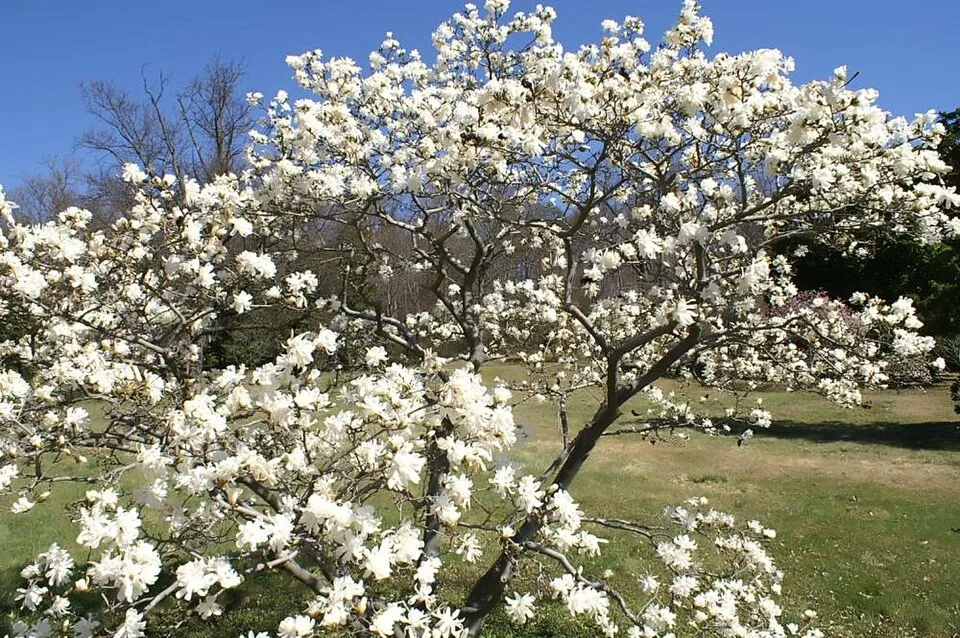 Fehér, csillagvirágú liliomfa / Magnolia stellata 'Royal Star'