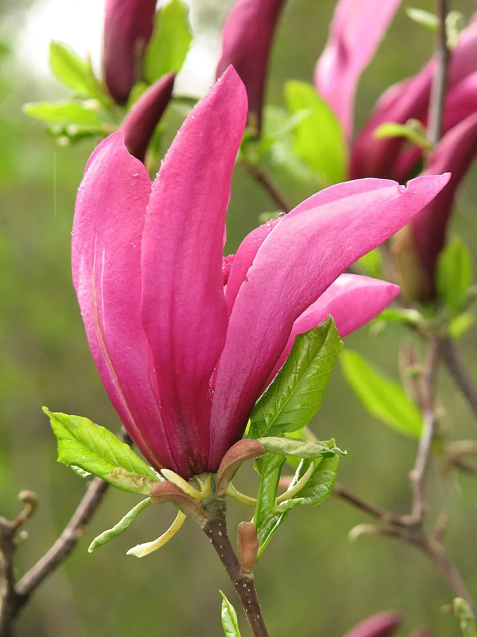 Bíbor színű liliomfa / Magnolia 'Susan'