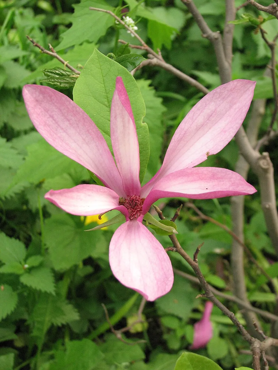 Bíbor színű liliomfa / Magnolia 'Susan'