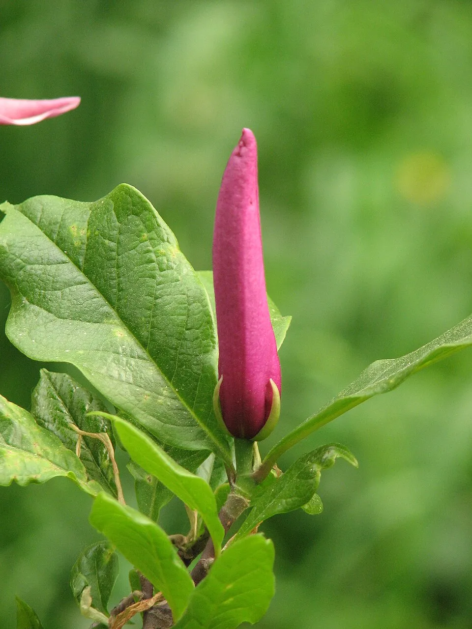 Bíbor színű liliomfa / Magnolia 'Susan'