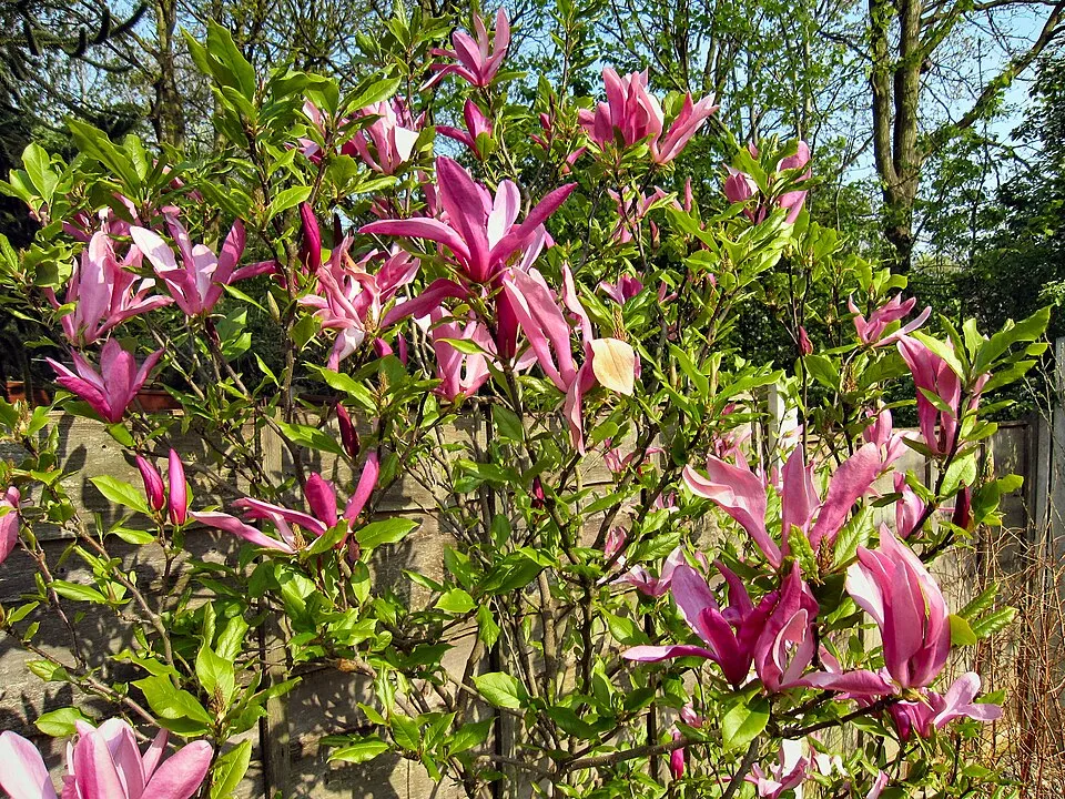 Bíbor színű liliomfa / Magnolia 'Susan'