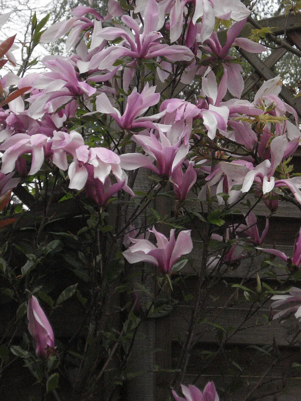 Bíbor színű liliomfa / Magnolia 'Susan'