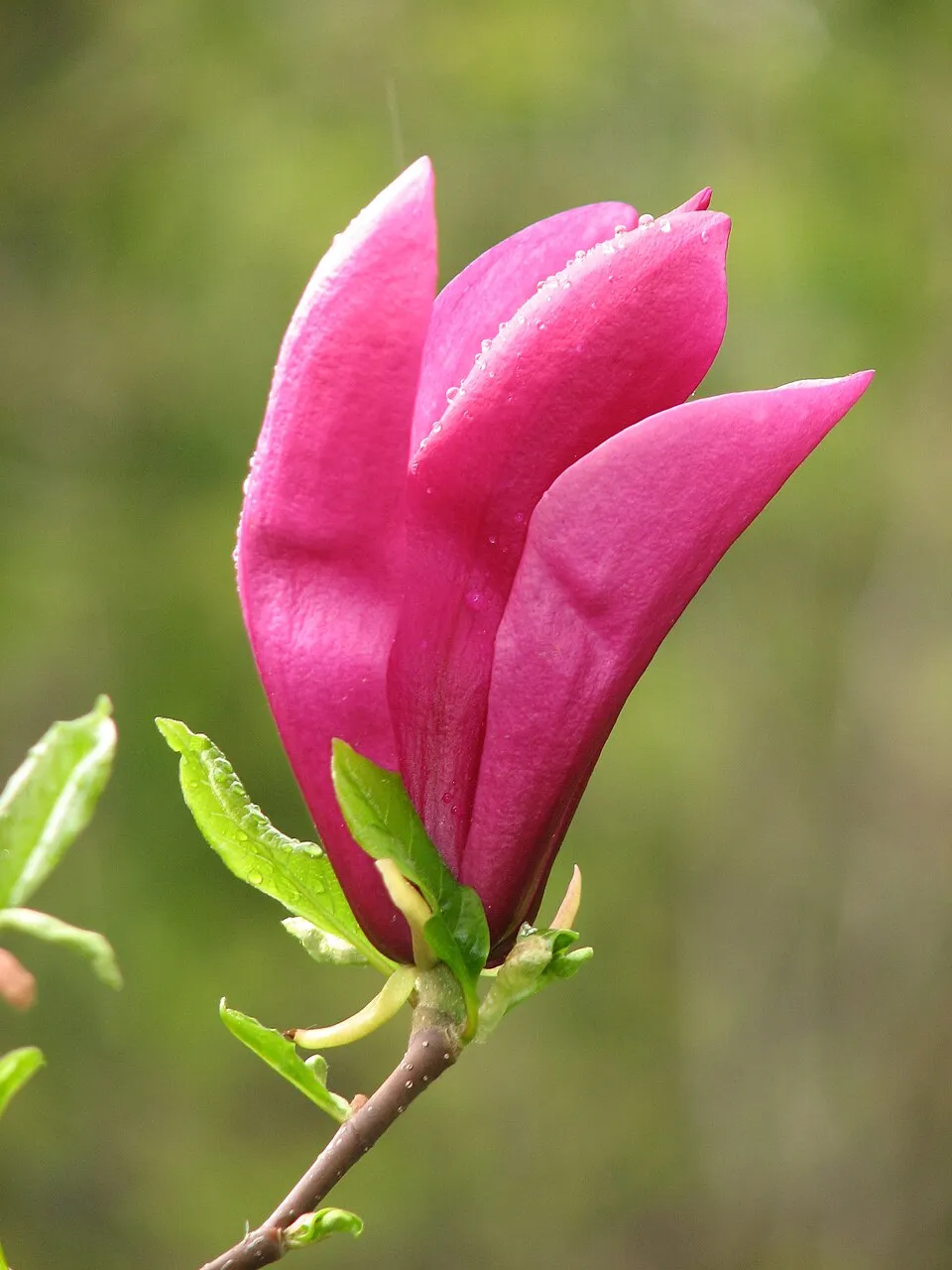 Bíbor színű liliomfa / Magnolia 'Susan'