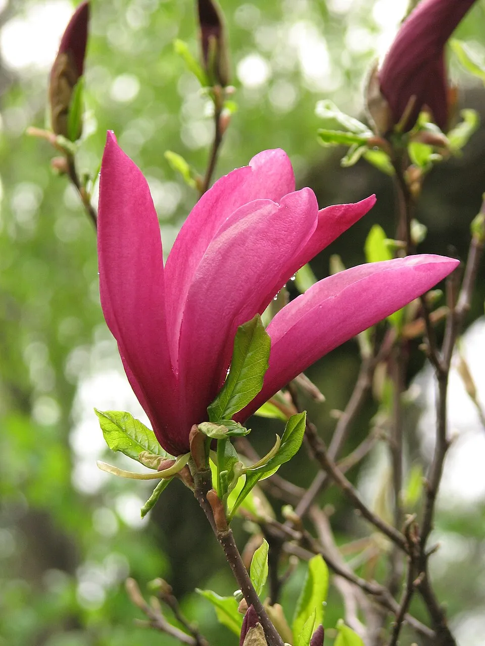 Bíbor színű liliomfa / Magnolia 'Susan'