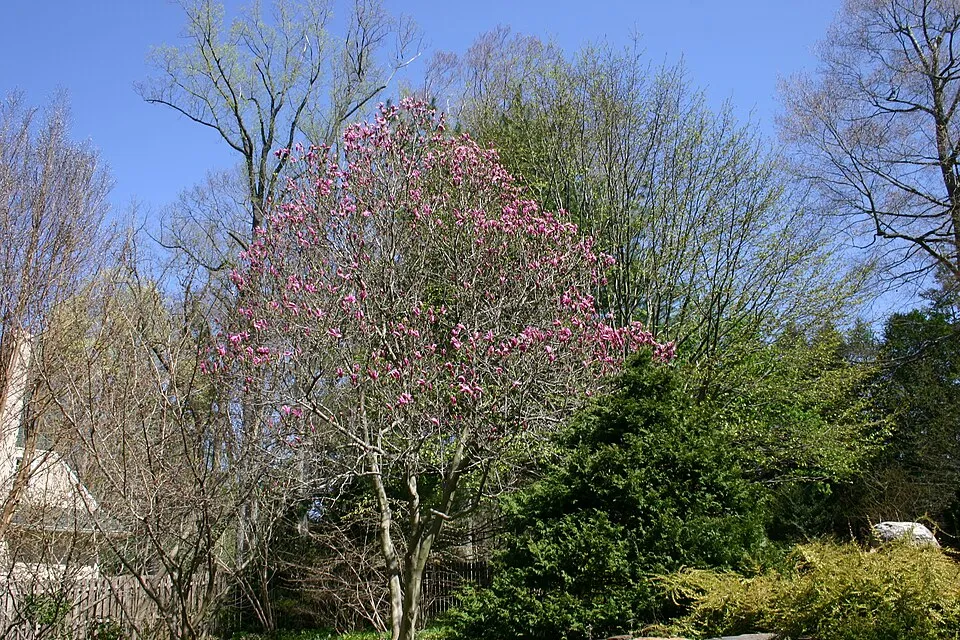 Bíbor színű liliomfa / Magnolia 'Susan'