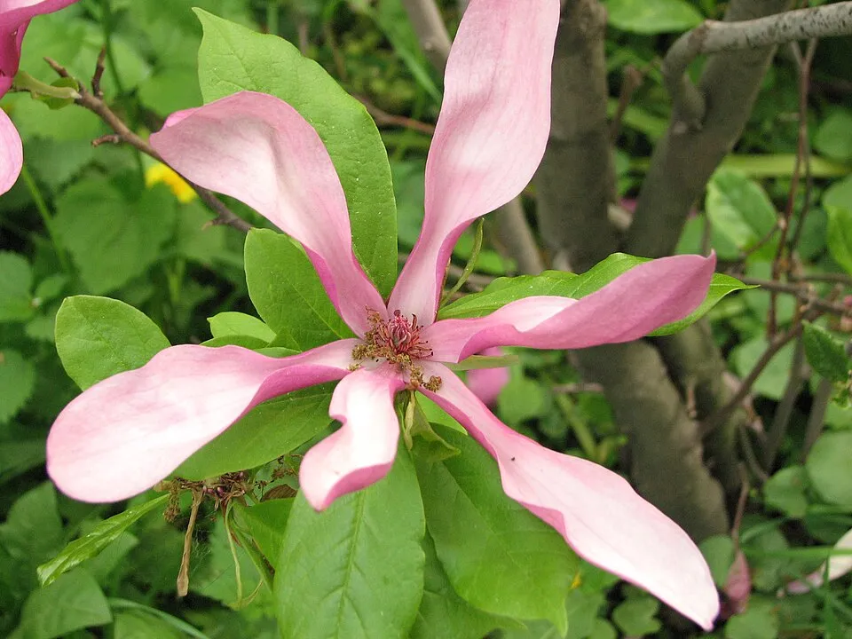 Bíbor színű liliomfa / Magnolia 'Susan'
