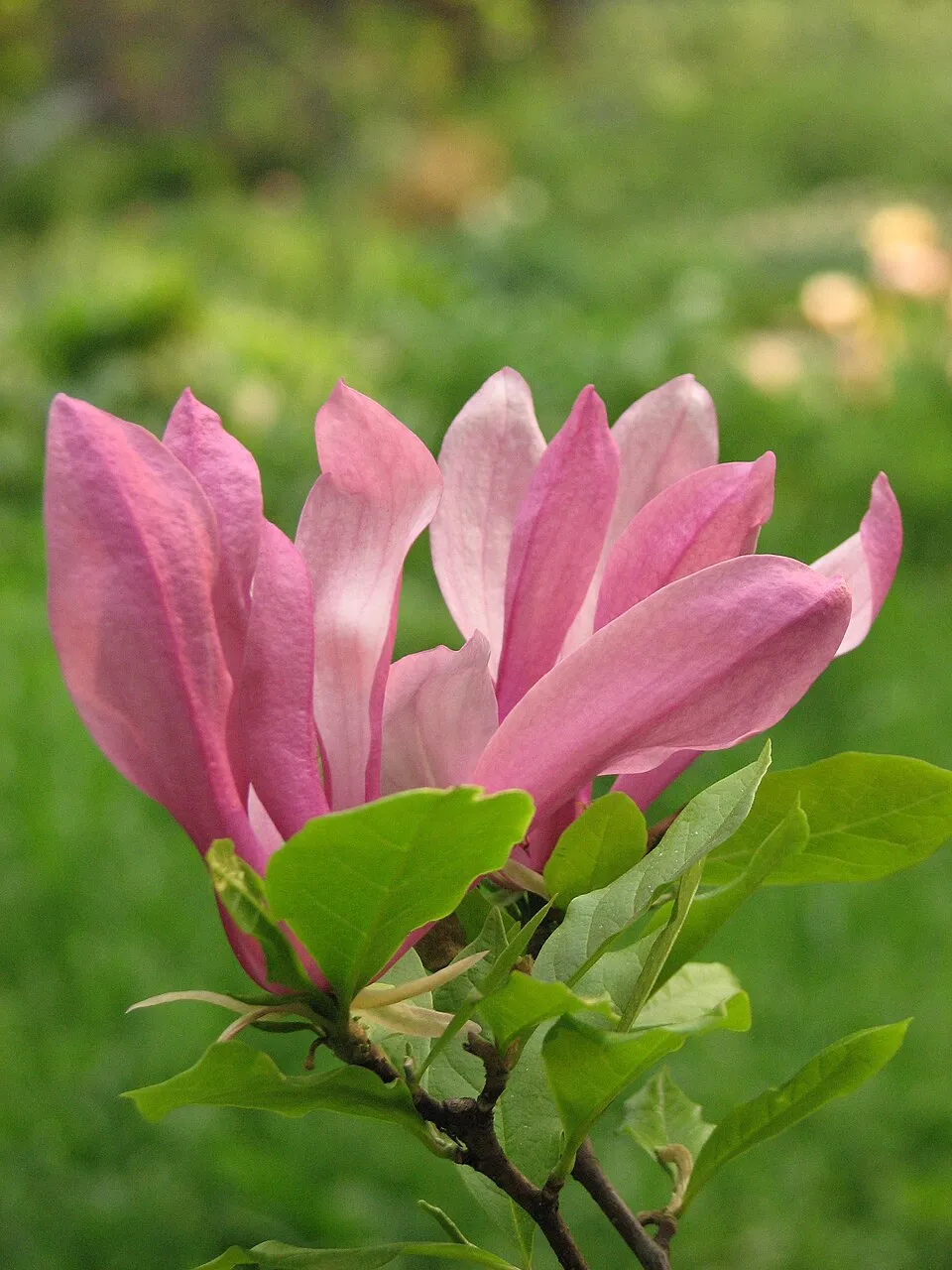 Bíbor színű liliomfa / Magnolia 'Susan'