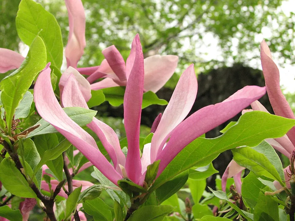 Bíbor színű liliomfa / Magnolia 'Susan'